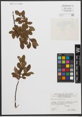 Foto von Salix waldsteiniana Willd.
